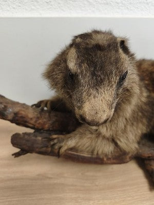 Ancienne marmotte naturalisée taxidermie sur branche, cabinet de curiosités