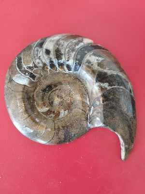 Ancienne ammonite fossile vintage entière Madagascar grande taille pour collecti