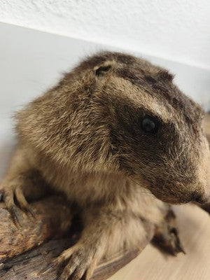 Ancienne marmotte naturalisée taxidermie sur branche, cabinet de curiosités