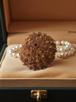 Squelette d’oursin naturalisé brun ancien, curiosité marine vintage déco