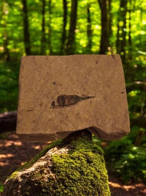 Fossile de feuille sur plaque sédimentaire – Stratification fine, empreinte végé