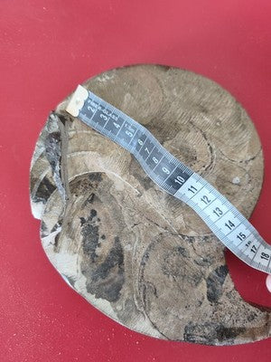 Ancienne ammonite fossile vintage entière Madagascar grande taille pour collecti