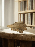 Mâchoire animale ancienne cabinet de curiosités vintage déco ossements