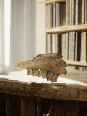 Mâchoire animale ancienne cabinet de curiosités vintage déco ossements