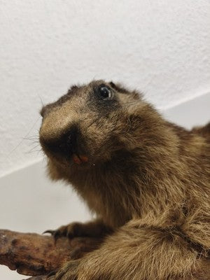 Ancienne marmotte naturalisée taxidermie sur branche, cabinet de curiosités
