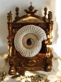 Ammonite fossile Jurassique spirale blanche, spécimen naturel décor minéral