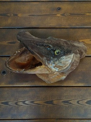 Tête de brochet taxidermie vintage, poisson naturalisé ancien déco curiosités