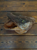 Tête de brochet taxidermie vintage, poisson naturalisé ancien déco curiosités