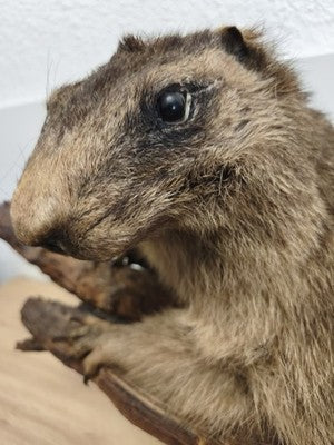 Ancienne marmotte naturalisée taxidermie sur branche, cabinet de curiosités