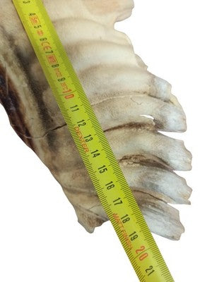 Fragment dent animale ancienne cabinet curiosités taxidermie vintage rare 20cm