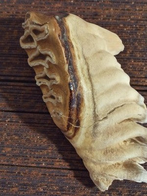 Fragment dent animale ancienne cabinet curiosités taxidermie vintage rare 20cm