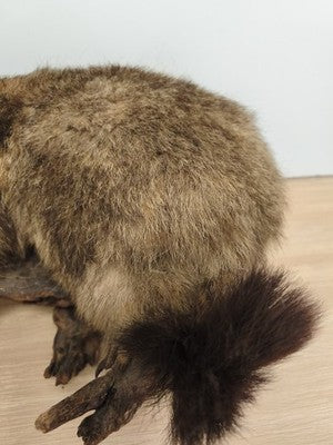 Ancienne marmotte naturalisée taxidermie sur branche, cabinet de curiosités
