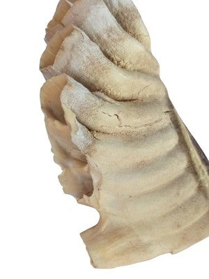 Fragment dent animale ancienne cabinet curiosités taxidermie vintage rare 20cm
