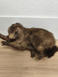 Ancienne marmotte naturalisée taxidermie sur branche, cabinet de curiosités