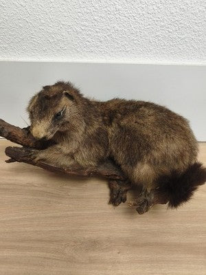 Ancienne marmotte naturalisée taxidermie sur branche, cabinet de curiosités