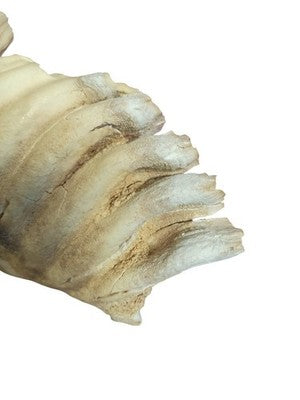 Fragment dent animale ancienne cabinet curiosités taxidermie vintage rare 20cm