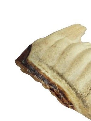 Fragment dent animale ancienne cabinet curiosités taxidermie vintage rare 20cm