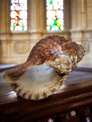 Coquillage Strombus gigas décoratif – teintes brunes et ivoire – pièce unique