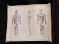Affiche anatomique vintage homme Chine, plan musculaire éducatif ancien