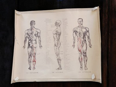 Affiche anatomique vintage homme Chine, plan musculaire éducatif ancien