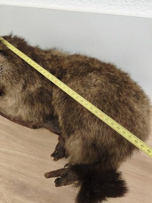 Ancienne marmotte naturalisée taxidermie sur branche, cabinet de curiosités
