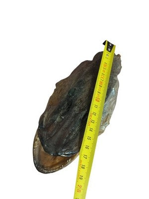 Tête de brochet taxidermie vintage, poisson naturalisé ancien déco curiosités