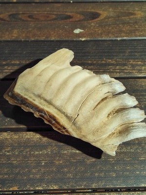 Fragment dent animale ancienne cabinet curiosités taxidermie vintage rare 20cm