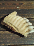 Fragment dent animale ancienne cabinet curiosités taxidermie vintage rare 20cm