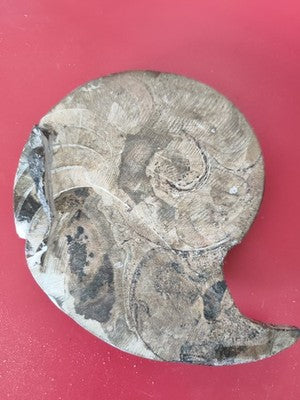 Ancienne ammonite fossile vintage entière Madagascar grande taille pour collecti