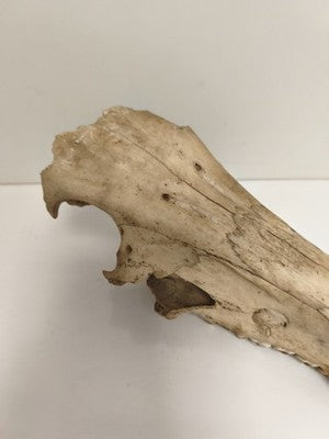 Crâne animal taxidermie cabinet curiosités os naturel déco