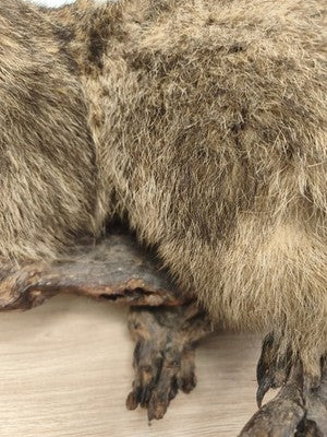 Ancienne marmotte naturalisée taxidermie sur branche, cabinet de curiosités