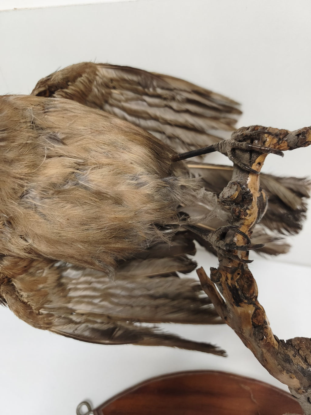 Taxidermie ancienne geai des chênes vintage oiseau naturalisé déco collection
