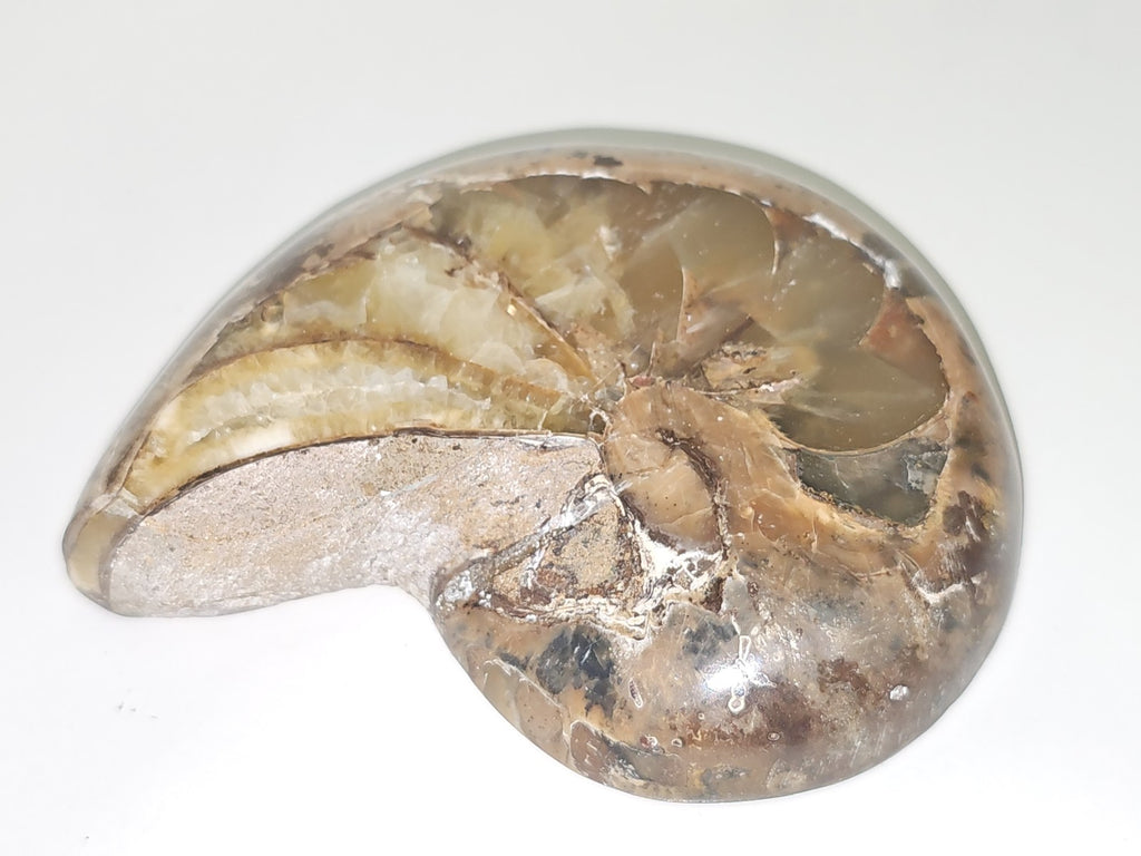 Ammonite fossile authentique d?Erfoud Maroc pierre naturelle spirale décor minér
