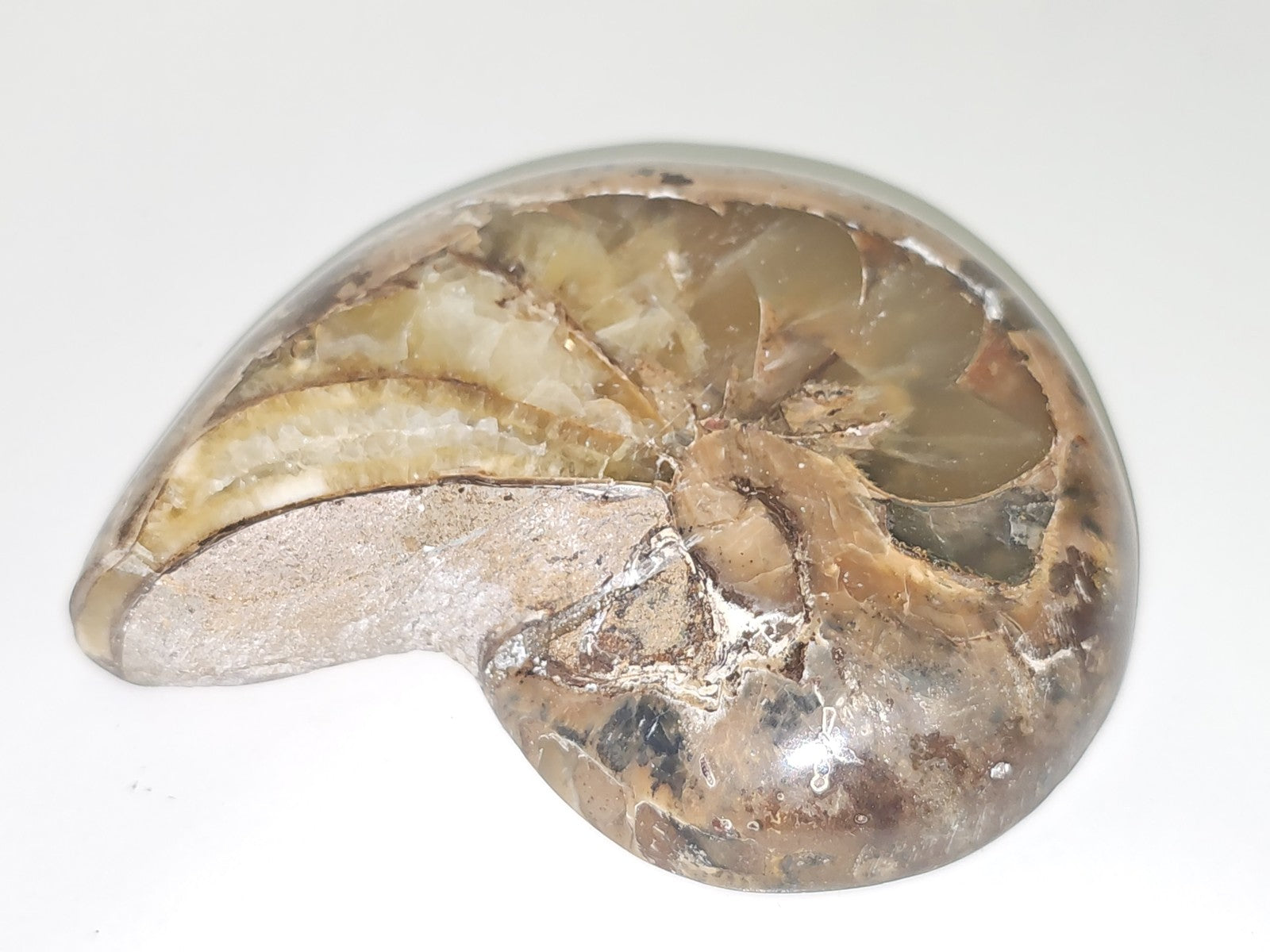 Ammonite fossile authentique d?Erfoud Maroc pierre naturelle spirale décor minér