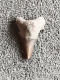 Fossile dent de requin authentique teinte beige marron