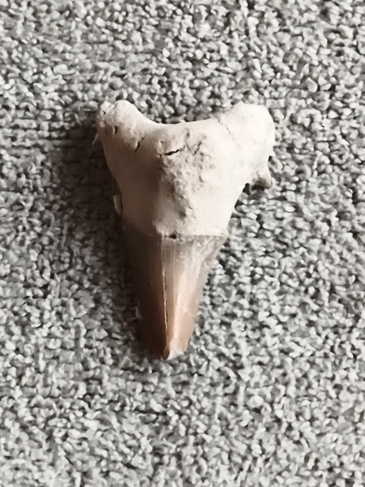 Fossile dent de requin authentique teinte beige marron