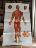 Affiche anatomie acupuncture vintage, planche médicale chinoise 65.5x106 cm