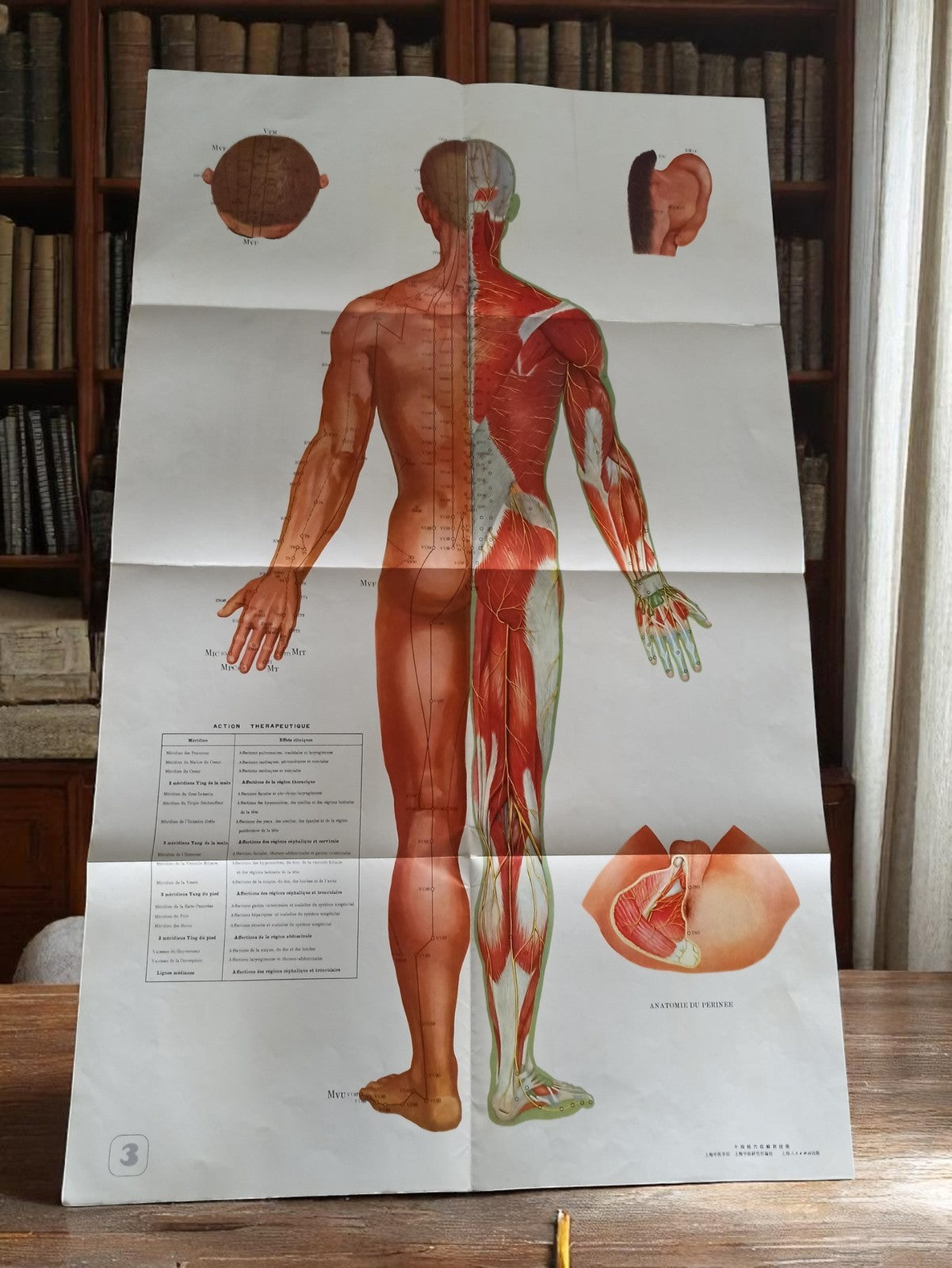 Affiche anatomie acupuncture vintage, planche médicale chinoise 65.5x106 cm