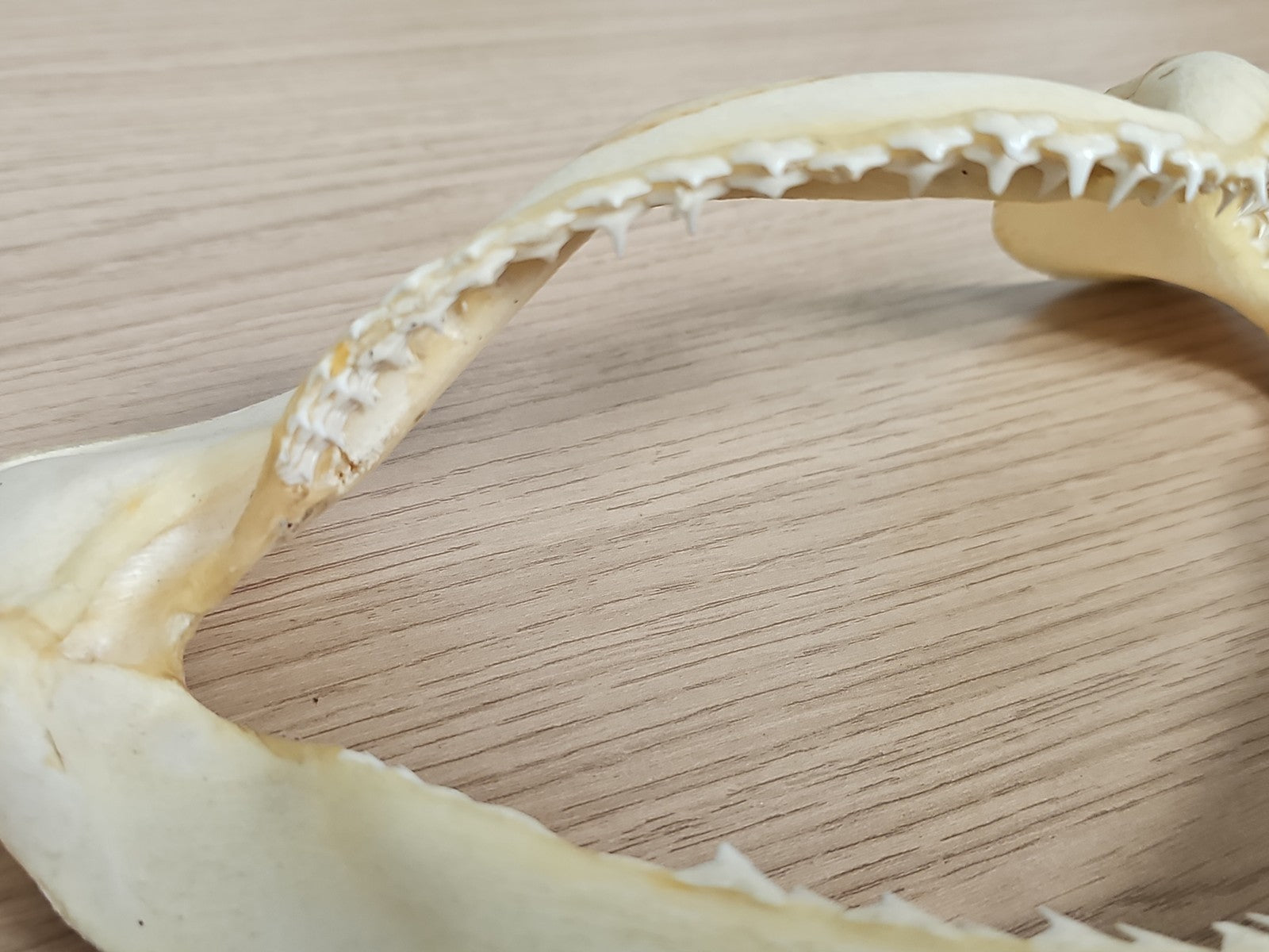 Mâchoire de requin ancien, dents visibles, vintage déco cabinet curiosités