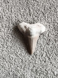 Fossile dent de requin aspect naturel minéral beige gris