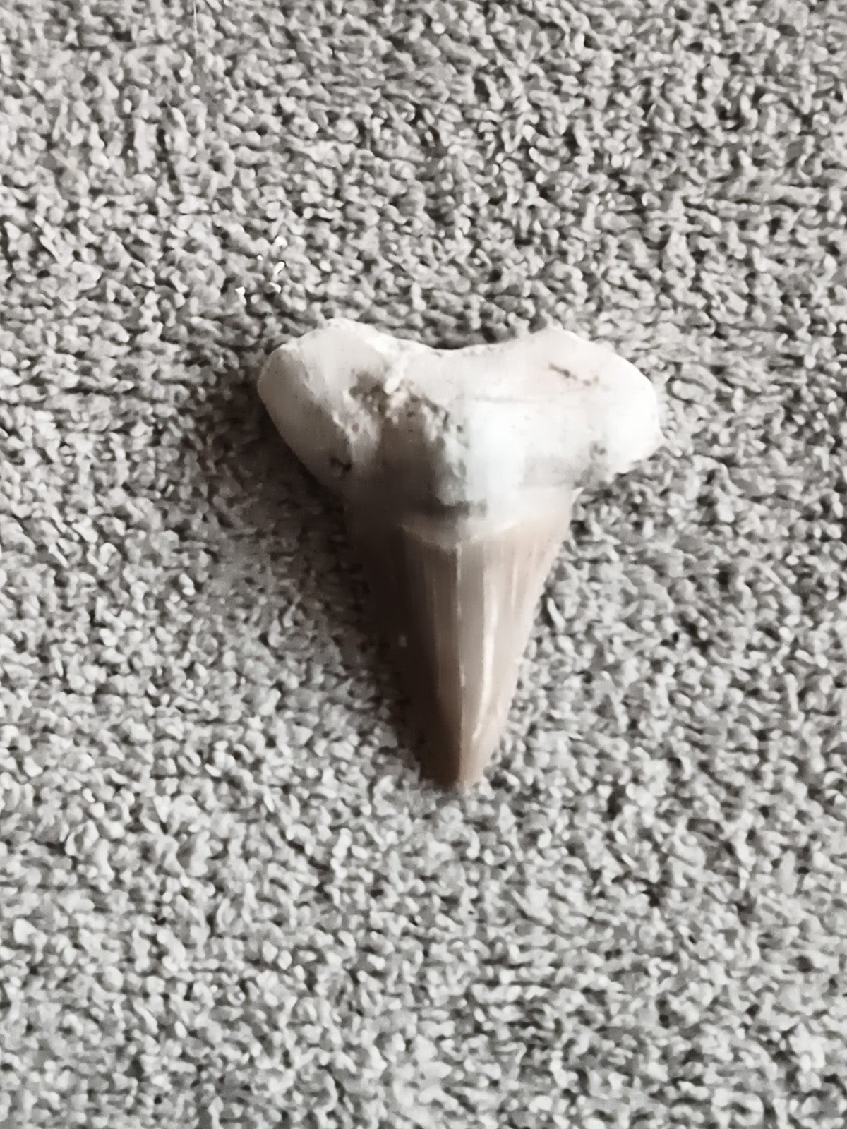 Fossile dent de requin aspect naturel minéral beige gris