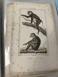 Ancienne gravure animalière XIXe singes ? planche zoologie décorative