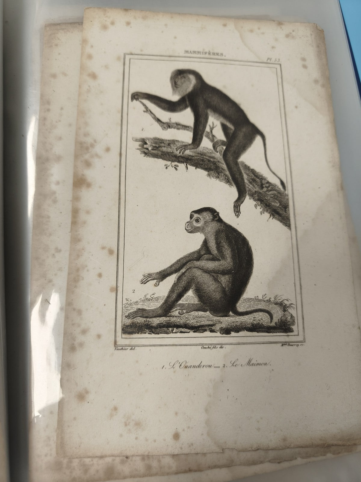 Ancienne gravure animalière XIXe singes ? planche zoologie décorative
