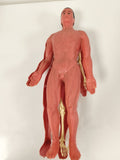 Modèle anatomique humain articulé muscles et squelette, figurine pédagogique