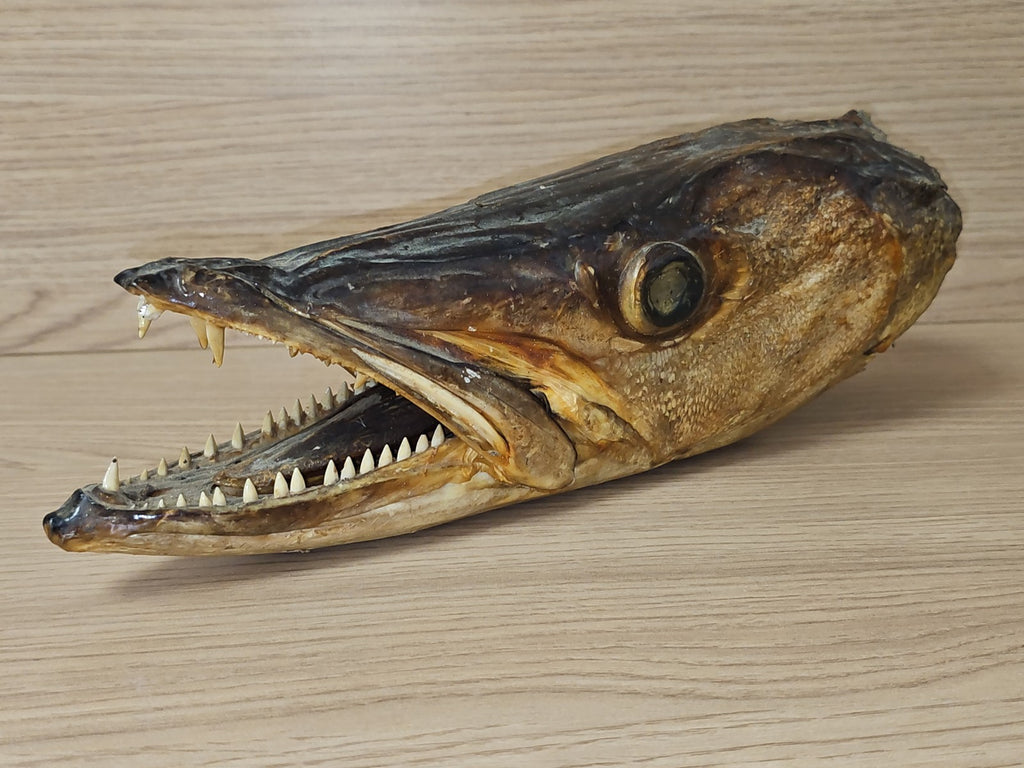 Ancienne tête de brochet naturalisée vintage, taxidermie, curiosité, déco rétro