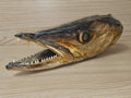Ancienne tête de brochet naturalisée vintage, taxidermie, curiosité, déco rétro