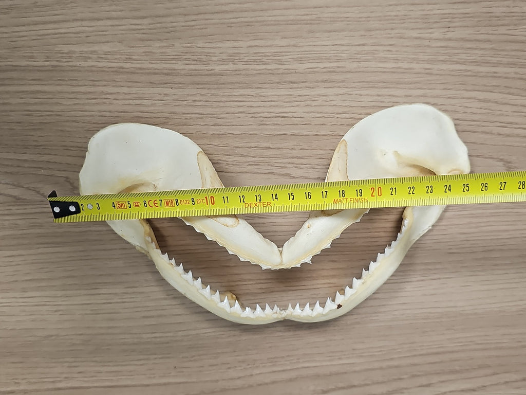 Mâchoire de requin ancien, dents visibles, vintage déco cabinet curiosités