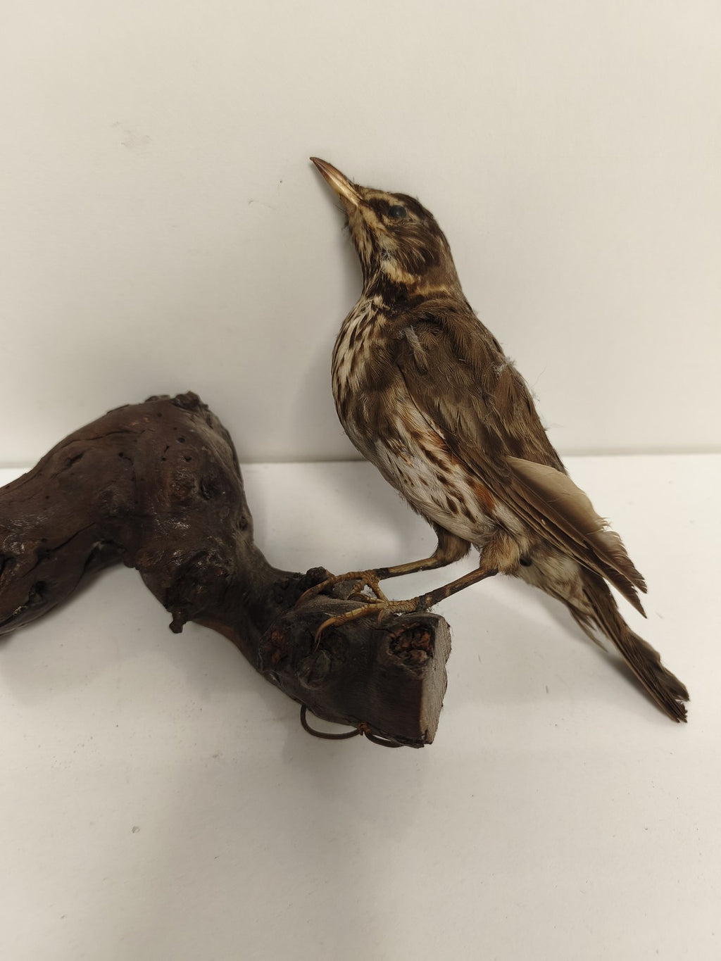 Taxidermie ancienne vintage grive mauvis naturalisée oiseau déco collection