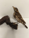 Taxidermie ancienne vintage grive mauvis naturalisée oiseau déco collection