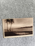 CPA photo ancienne paysage palmiers bord d’eau style début XXe